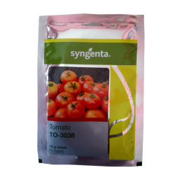 syngenta Tomato (TO-3038)