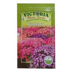 Victoria Cineraria Flower Seed