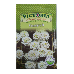 Victoria Candytuft  Flower Seed