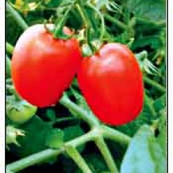 VNR Hybrid Tomato Vegetable Seeds F1 63  - 10 GRM