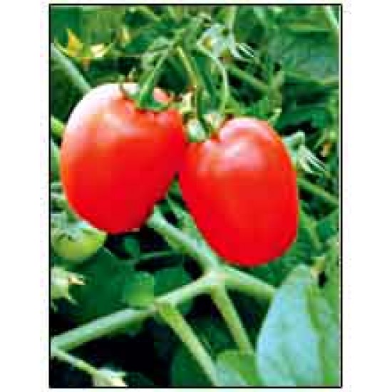 VNR Hybrid Tomato Vegetable Seeds F1 63  - 10 GRM