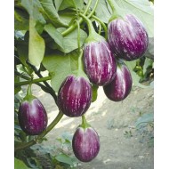 VNR  Brinjal Vegetable Seeds MANJUSHREE-10 GRM