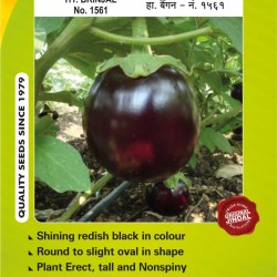  Jindal Brinjal Hybrid Seeds(baingan Seeds)-No.1561 -10GM