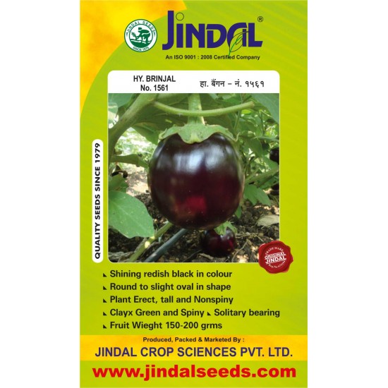  Jindal Brinjal Hybrid Seeds(baingan Seeds)-No.1561 -10GM