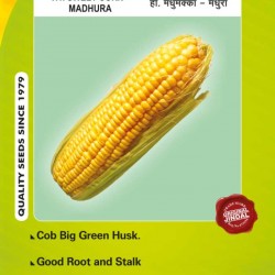 Jindal Sweet Corn Hybrid Seeds(Goda Maka Seeds) Madhura -50GM