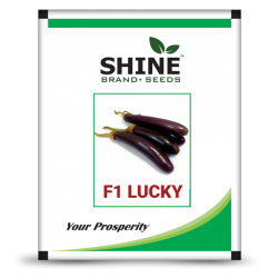 Brinjal F1-Lucky