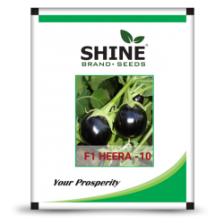 Hybrid Brinjal Seeds  F1 HEERA 10