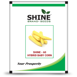 Hybrid baby corn-shine-60