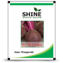 Beet root F1- Red ball