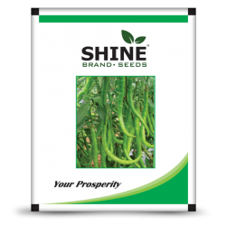 Hybrid chiili seeds F1 Shine 610