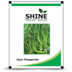 Hybrid chiili seeds F1 Shine 610